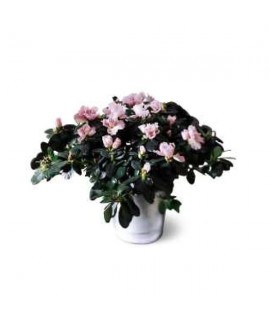 Azalea Azalea